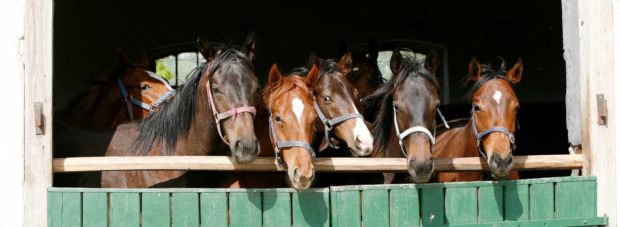Danes imajo konji drugačno vlogo kot so ji imeli nekoč